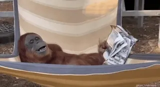 😄 orangutan, binatang, ayunan, koran, membaca, bersantai whatsapp sticker