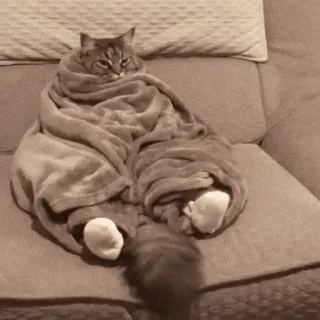 😐 cat, blanket, wrapped, pet, animal, cute, cozy telegram sticker