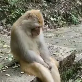 🌟 monkey, animal, nature, sad, sitting, outdoors telegram sticker