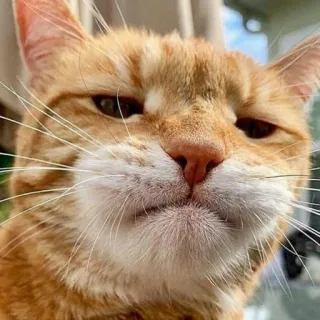 😺 chat, chat roux, drôle, animal de compagnie, animal, mème telegram sticker