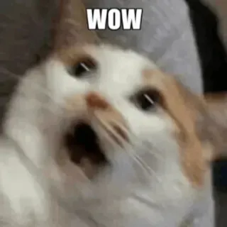 😲 WOW chat, mème, wow, surpris, animal telegram sticker