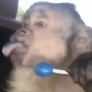 🙈 monkey, animal, lollipop, cute, funny telegram sticker