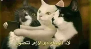 🌟 لا.. الهبدة دي لازم تتصور kucing, selfie, hewan, humor telegram sticker