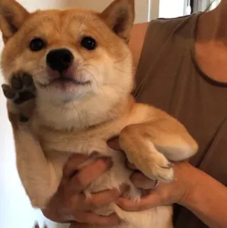 ✋ anjing, shiba inu, hewan peliharaan, binatang, imut whatsapp sticker