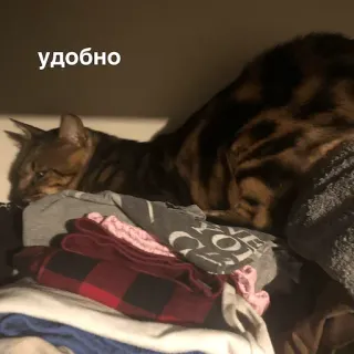 котеки @avekovalenko whatsapp stickers