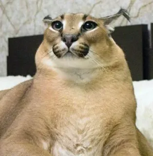 🙄 cat, floppa, caracal, animal, meme, cute telegram sticker