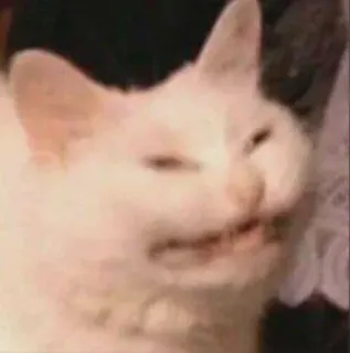 😑 cat, animal, funny, meme telegram sticker