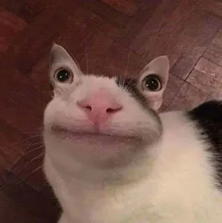 🐈 kat, meme, grappig, dier, raar, schattig, huisdier, lol telegram sticker