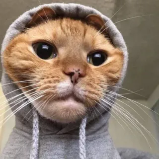 😾 猫, パーカー, 動物, かわいい, ペット, 飼い猫, オレンジ猫 telegram sticker