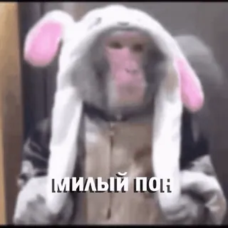 🐰 МИЛЫЙ ПОК macaco, animal, fofo, coelho, russo, texto whatsapp sticker