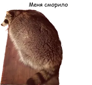 😴 Меня сморило guaxinim, sonolento, cansado, animal telegram sticker