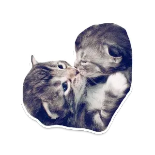 💏 고양이, 새끼고양이, 키스, 동물, 귀여운, 사랑 telegram sticker