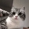 😺