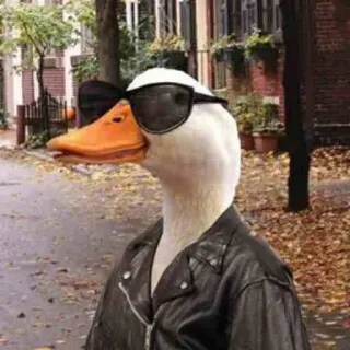 😎 duck, goose, leather jacket, sunglasses, cool, bird whatsapp sticker