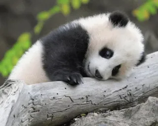😚 Panda, Panda bebê, Fofo, Animal, Vida selvagem, Urso telegram sticker