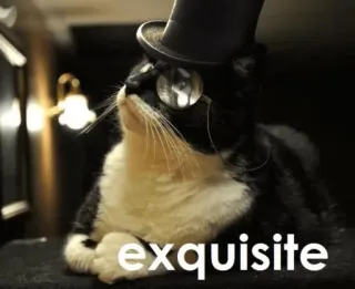 🎩 exquisite chat, haut-de-forme, monocle, exquis, chic, mignon, animal de compagnie telegram sticker