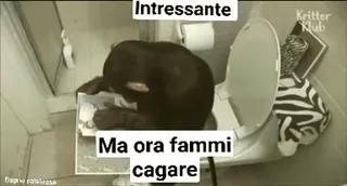 🤫 Intressante
Ma ora fammi cagare animal, váter, gracioso, meme, mono, baño whatsapp sticker