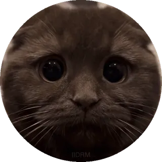 😕 gatto, animale, carino, adesivo, occhi, animale domestico telegram sticker