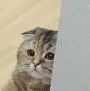 👀 Katze, Gucken, Tier, Haustier, Süß, Scottish Fold whatsapp sticker