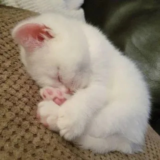 😴 子猫, 猫, 睡眠, 白, 可愛い, ペット, 動物 whatsapp sticker