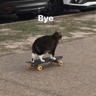 👋 Bye кот, скейтборд, животное, смешной, питомец, скейтинг telegram sticker