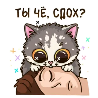 🐱 ТЫ ЧЁ, СДОХ? telegram sticker