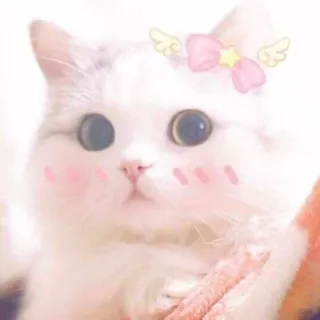 🪐 cat, cute, kawaii, animal, pet, domestic animal telegram sticker