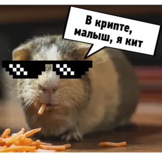 😎 В крипте, малыш, я кит guinea pig, crypto, sunglasses, animal, meme telegram sticker