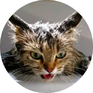 😤 chat, en colère, mouillé, félin, feulements telegram sticker