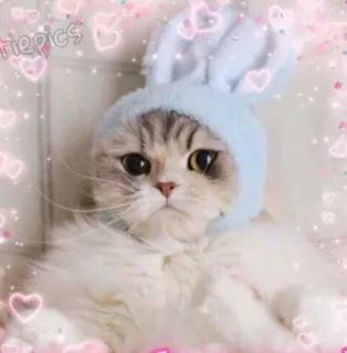 💖 gatto, coniglio, carino, animale, animale domestico, gattino telegram sticker