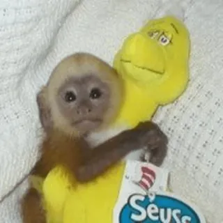 cutie monkey by irin＾∇＾ telegram stickers