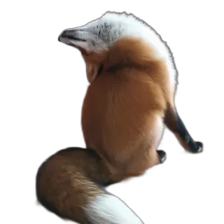 🚱 fox, animal, wildlife, cute, red fox, mammal telegram sticker