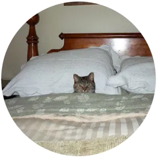 🙂 gato, cama, mascota, animal, dormilón, gato doméstico, almohada telegram sticker