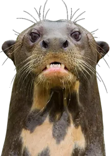 ❓ Wydra, Zwierzę, Ssak, Dzikie zwierzęta, Wydra rzeczna telegram sticker