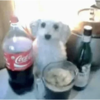 😶 Hund, Coca-Cola, Getränk, Alkohol, Getränk, Hund, Haustiere telegram sticker