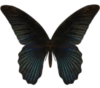 🐝 butterfly, insect, nature, wings, blue whatsapp sticker