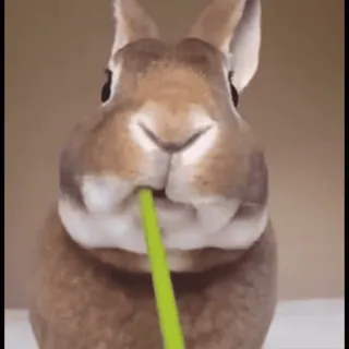 🐰 conejo, conejito, animal, lindo, roedor whatsapp sticker