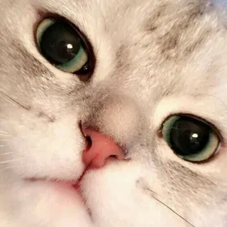 🐱 кот, котенок, домашнее животное, животное, милый, глаза, крупный план, домашняя кошка telegram sticker