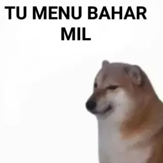 ✨ TU MENU BAHAR
MIL doge, dog, meme, funny, internet meme, animal telegram sticker