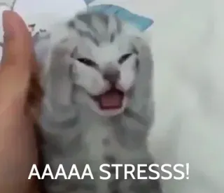 🐱 AAAAA STRESS! gato, stress, meme, animal, animal de estimação, engraçado telegram sticker