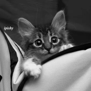 🕸 ipishy 猫, 小猫, 可爱, 动物, 宠物 telegram sticker