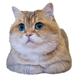 😲 cat, pet, animal, cute, kitten, domestic cat, blue eyes, british shorthair telegram sticker