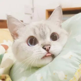 🐱 cat, animal, cute, pet, tongue, mammal, domestic cat whatsapp sticker