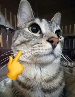 😎 고양이, 가운데 손가락, 모욕적인 제스처, 애완 동물, 동물 telegram sticker
