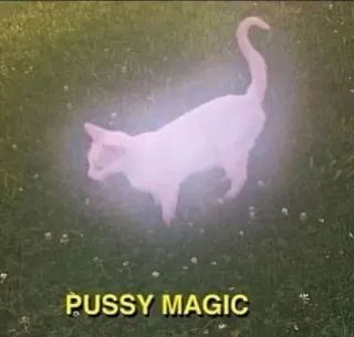 🐈 PUSSY MAGIC chat, magie, offensant, animal, autocollant whatsapp sticker