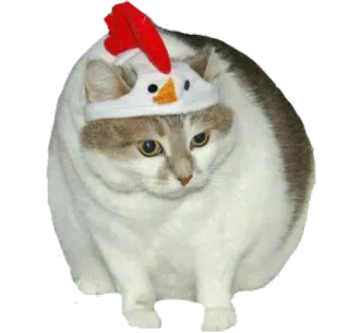 😞 кошка, шляпа цыпленка, животное, питомец whatsapp sticker