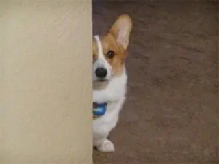 🤫 corgi, perro, animal, mascota, lindo, escondido, pared, mirando telegram sticker