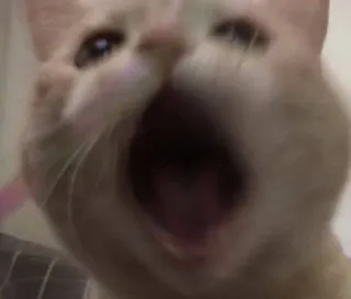 🌟 gato, bocejo, boca aberta, animal, animal de estimação telegram sticker