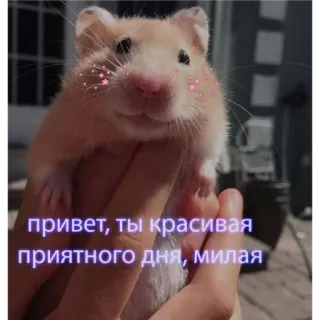 🙂 привет, ты красивая
приятного дня, милая хомяк, милый, животное, питомец, русский, привет whatsapp sticker