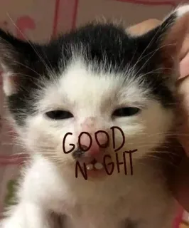 Зубастый котик от @GrechaStickers :: @fStikBot telegram stickers